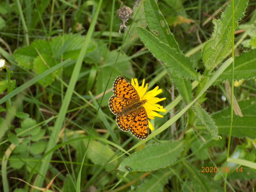 Boloria selene - fakó gyöngyházlepke