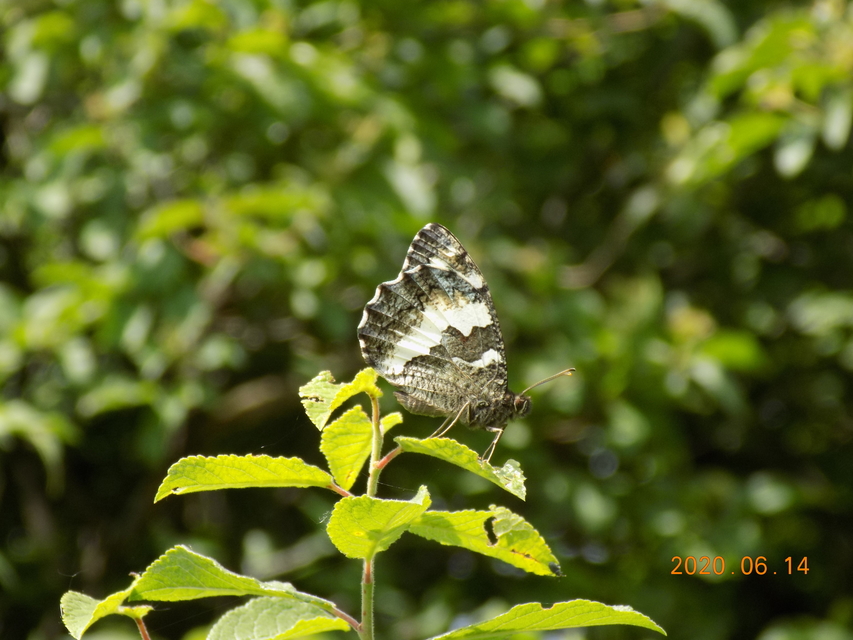 Brintesia circe - fehéröves szemeslepke