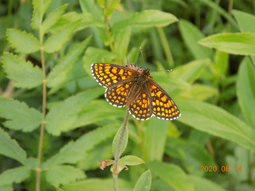 Melitaea athalia/aurelia/britomartis