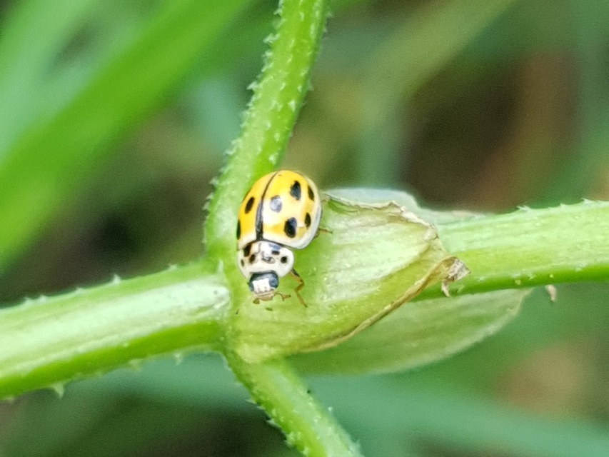 Propylea quatuordecimpunctata - tizennégypettyes füsskata