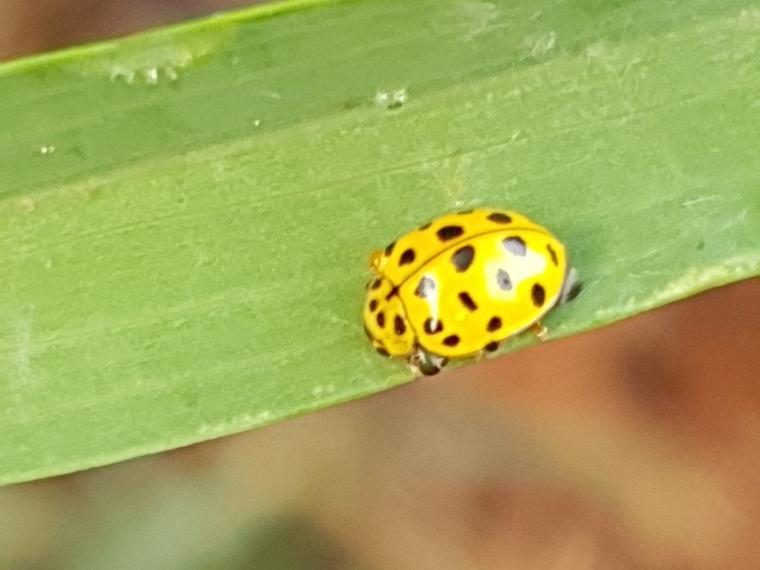 Psyllobora vigintiduopunctata - huszonkétpettyes katica