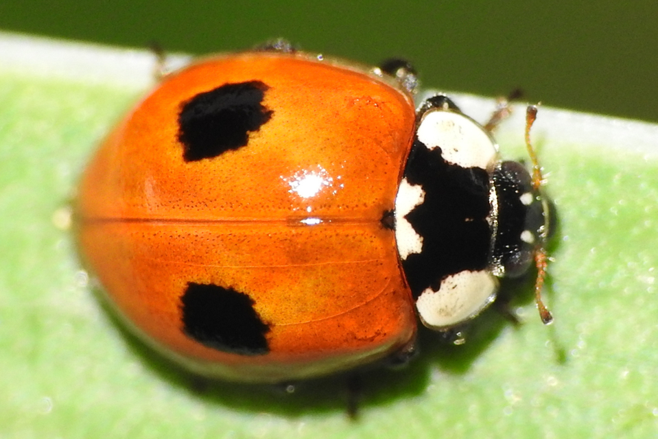 Adalia bipunctata - kétpettyes katica