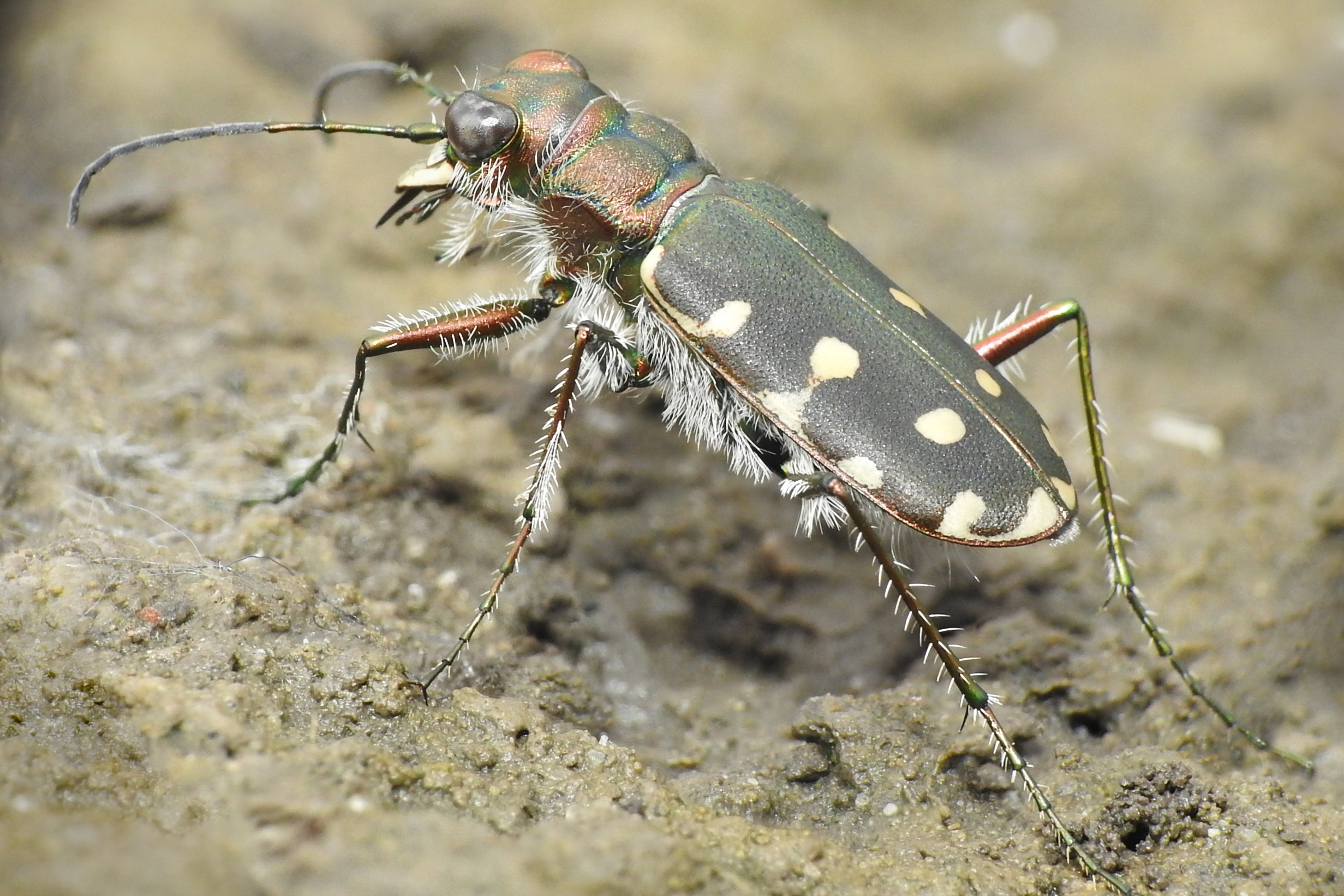 Calomera littoralis nemoralis - sziki homokfutrinka