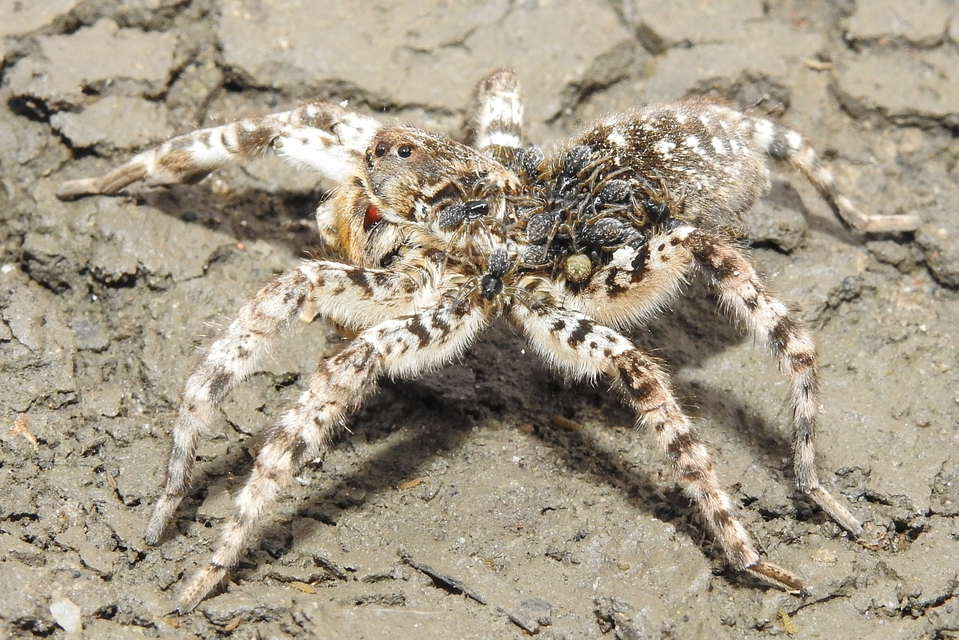 Lycosa singoriensis - szongáriai cselőpók
