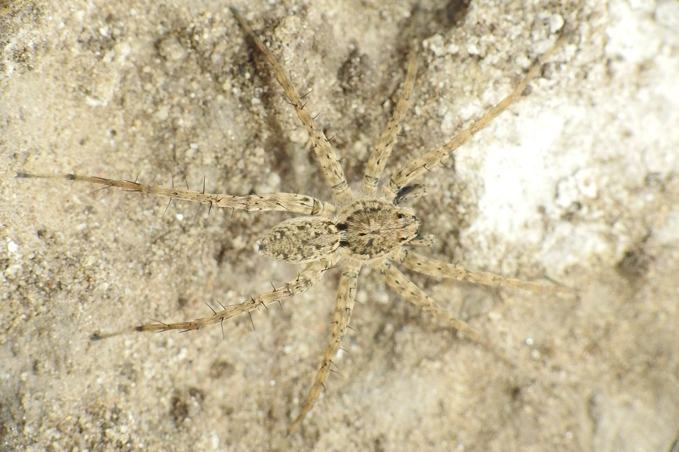 Pardosa nebulosa