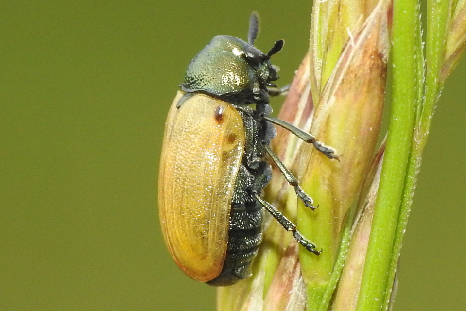 Labidostomis Labidostomis