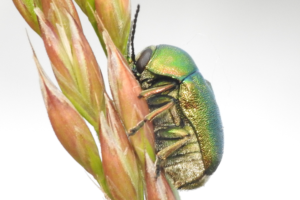 Cryptocephalus sericeus - nagy fészkesbogár