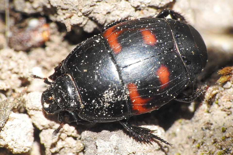 Hister quadrimaculatus - közönséges sutabogár
