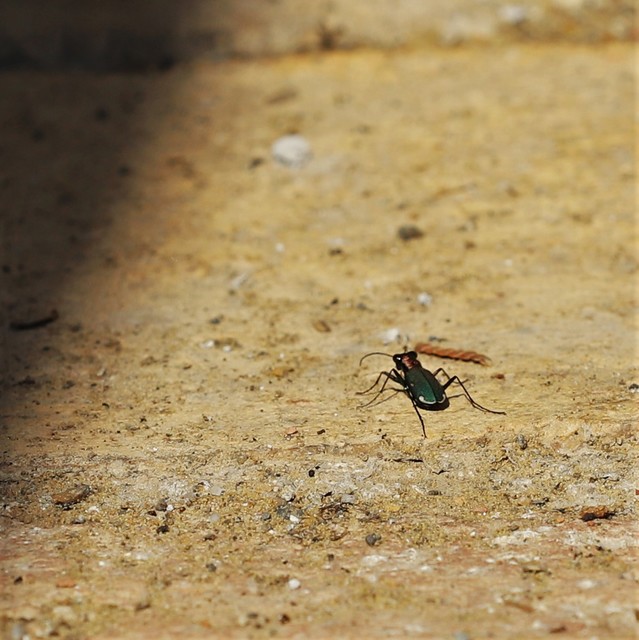 Cylindera germanica - parlagi homokfutrinka
