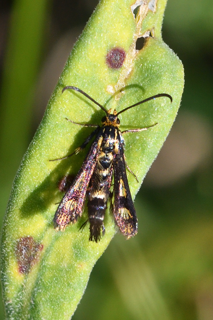 Sesiidae - szitkárfélék