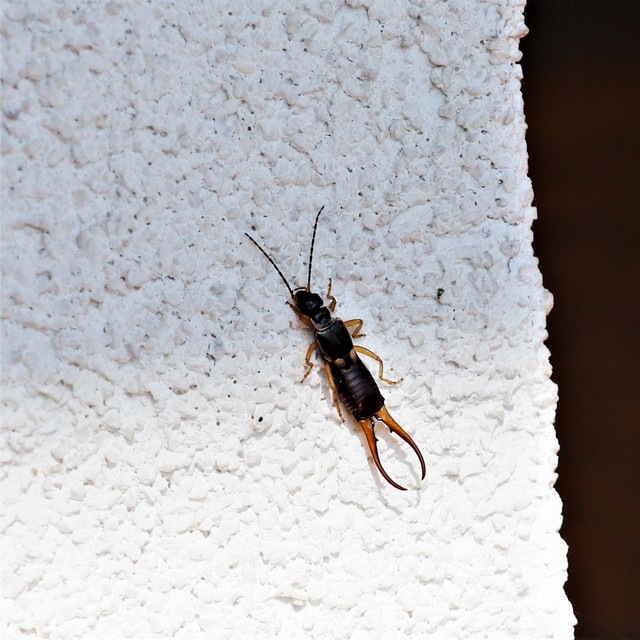 Forficula auricularia - közönséges fülbemászó