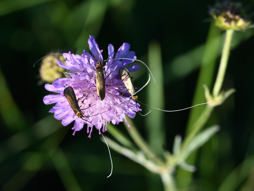 Nemophora metallica - fémszínű tőrösmoly