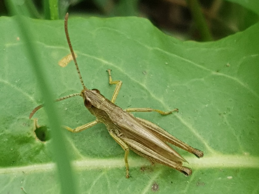 Pseudochorthippus parallelus - közönséges rétisáska