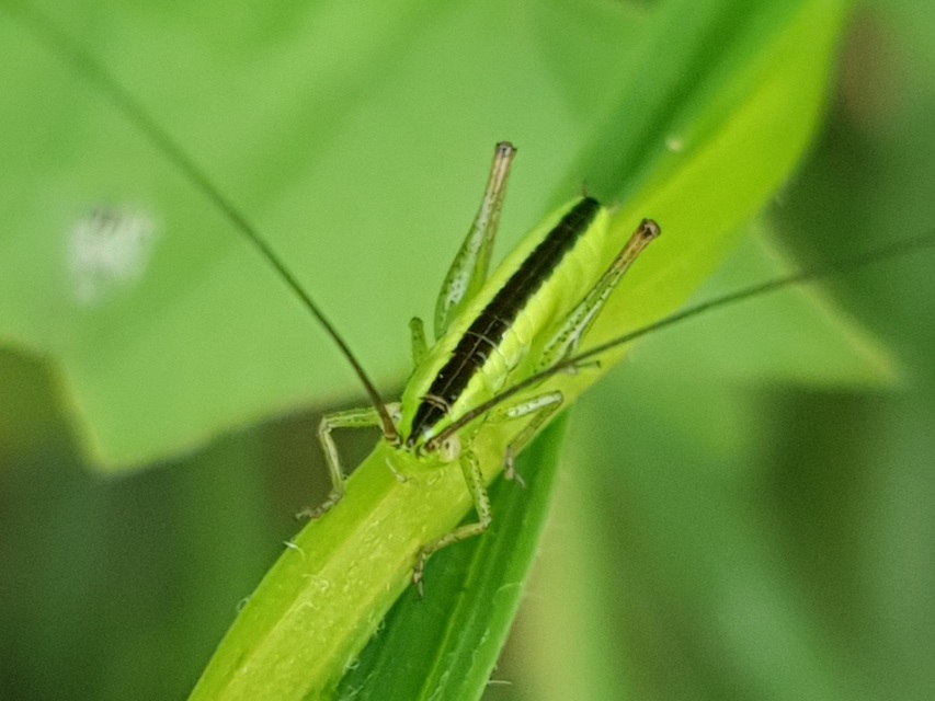 Conocephalus fuscus - kis kúpfejűszöcske