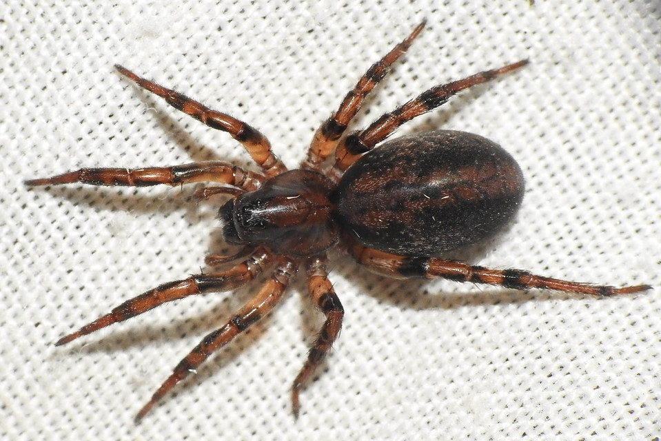 Arctosa figurata