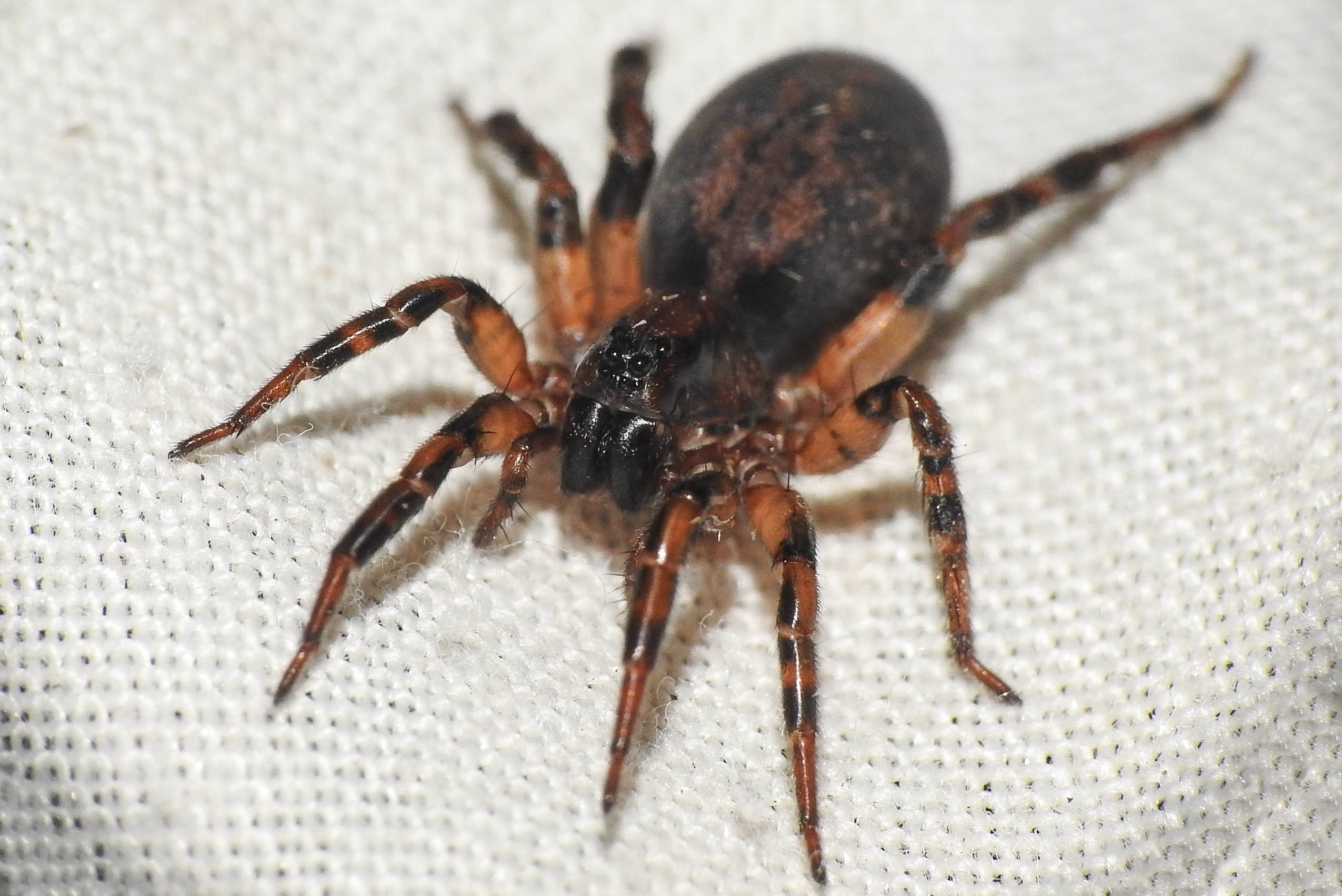 Arctosa figurata
