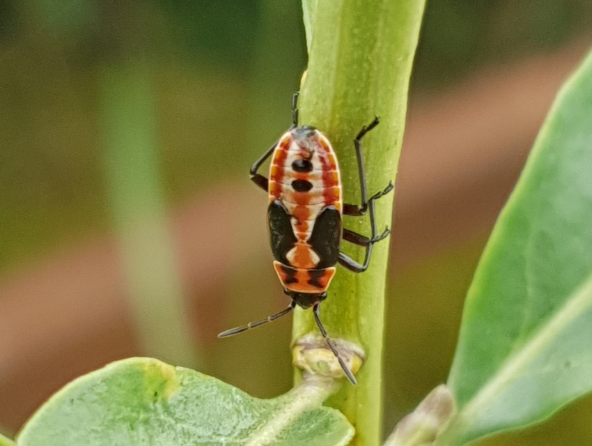 Lygaeus equestris/simulans
