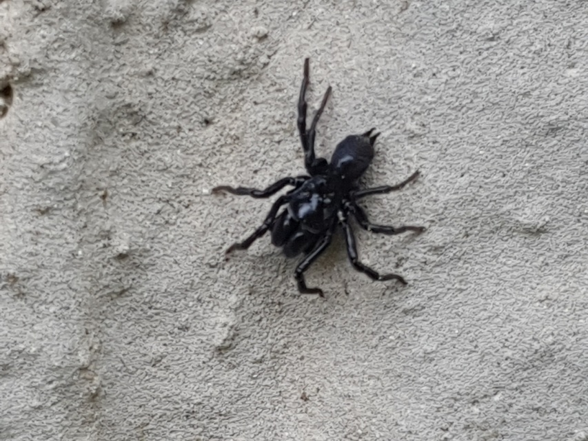 Atypus