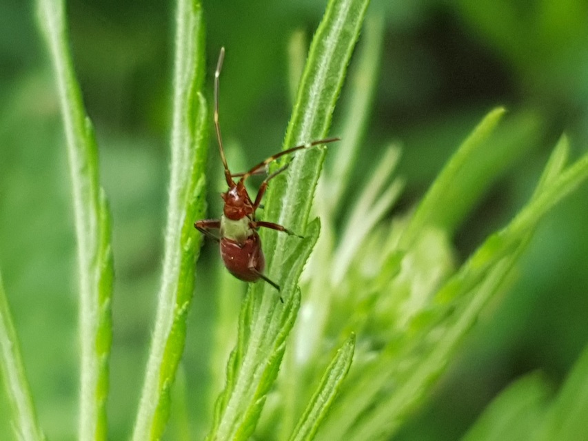 Closterotomus fulvomaculatus - komlópoloska Closterotomus fulvomaculatus - komlópoloska