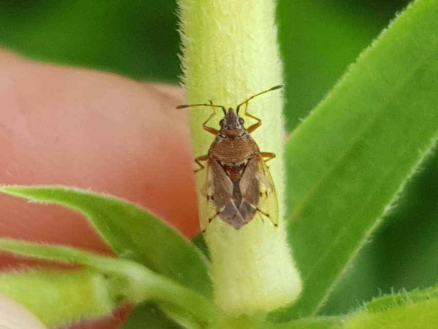 Kleidocerys resedae - nyírbodobács