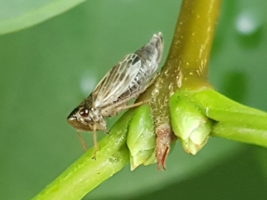 Evacanthus acuminatus