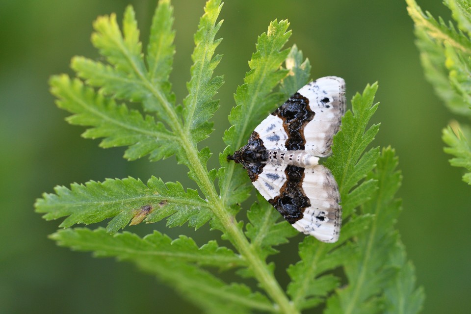 Cosmorhoe ocellata - szemes galajaraszoló