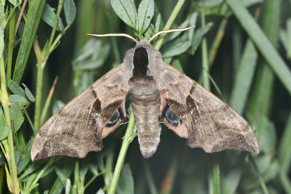 Smerinthus ocellatus - esti pávaszem