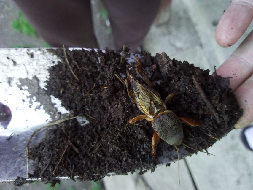 Gryllotalpa