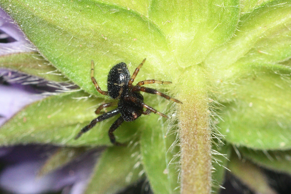 Synema globosum/ornatum