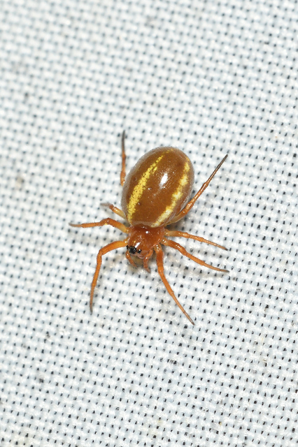 Hypsosinga sanguinea - vérszínű keresztespók