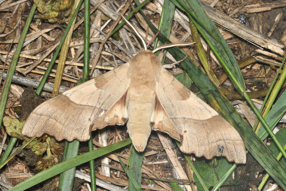 Marumba quercus - tölgyfaszender