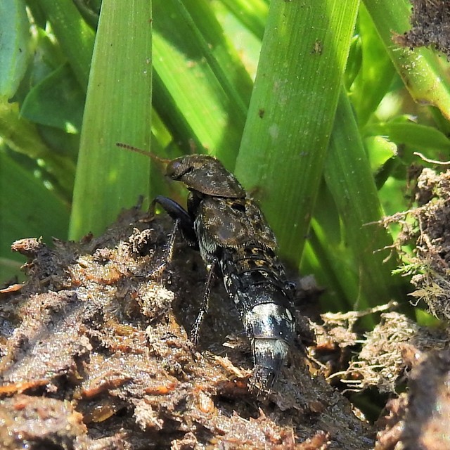 Ontholestes murinus - márványos holyva