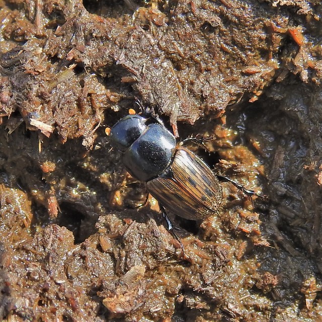 Aphodius luridus - tarka trágyabogár