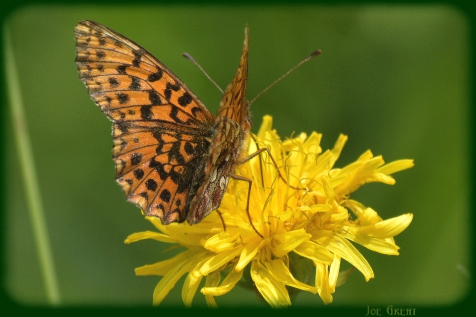 Boloria dia - kis gyöngyházlepke