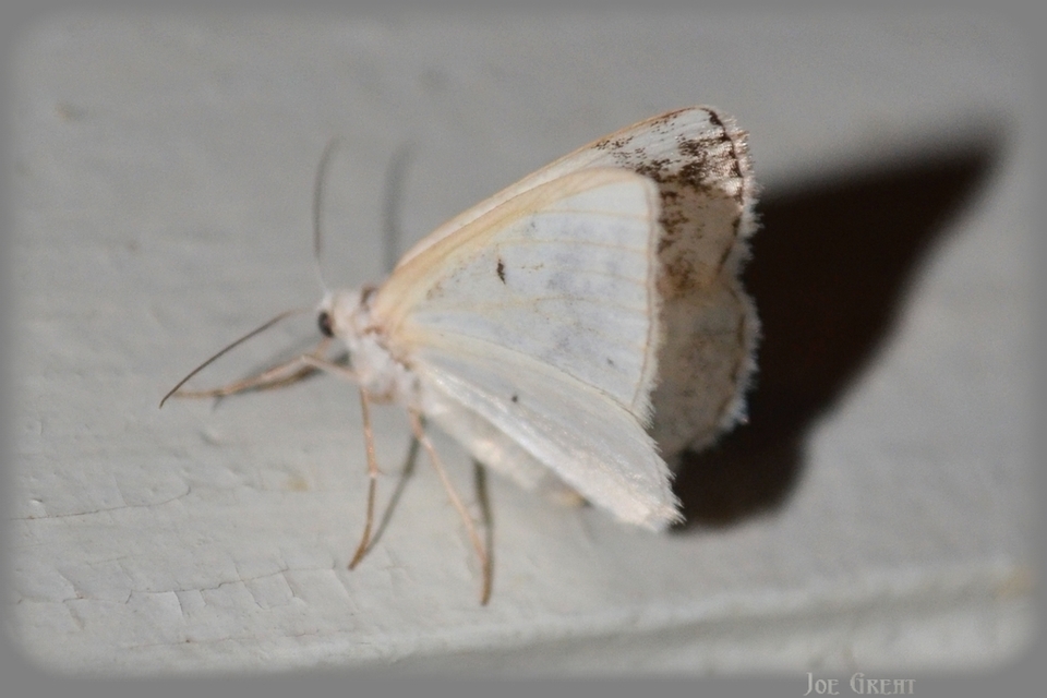 Lomographa temerata - foltos fehéraraszoló