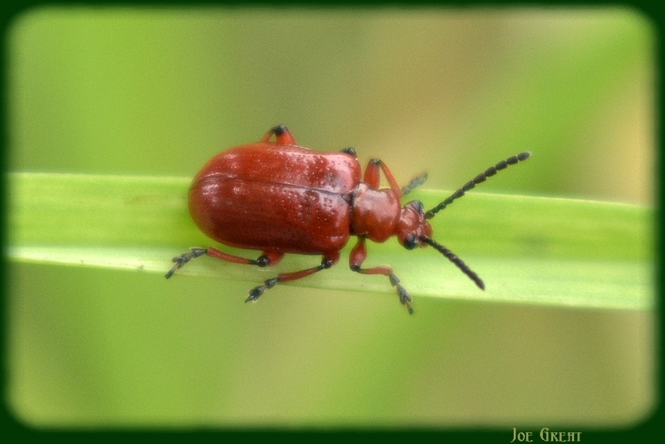 Lilioceris merdigera - hagymabogár Lilioceris merdigera - hagymabogár