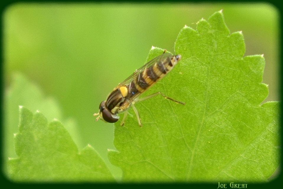 Sphaerophoria