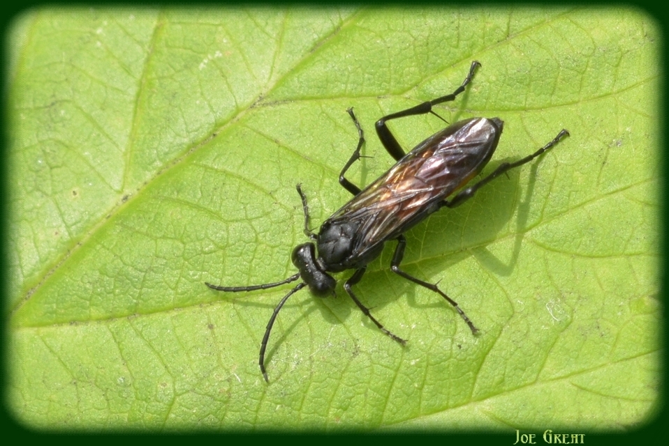 Tenthredinidae - valódi levéldarazsak