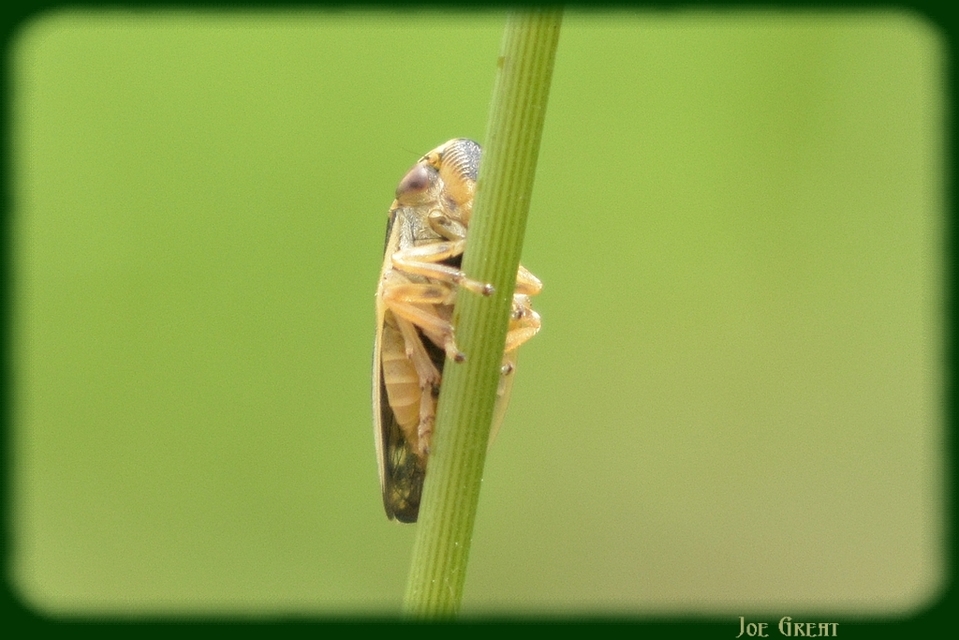 Aphrophoridae