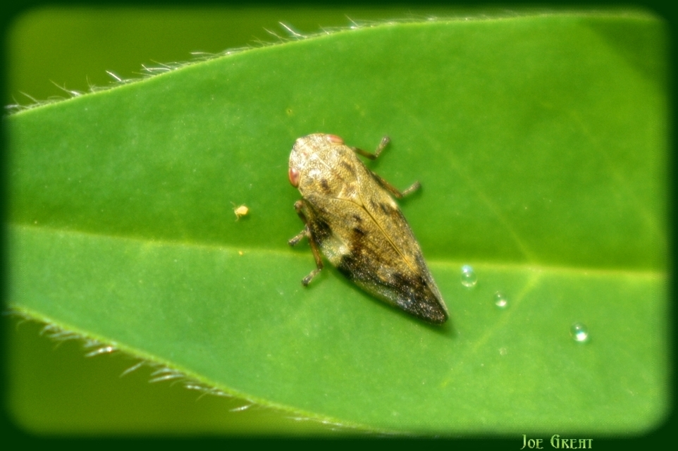 Aphrophora alni