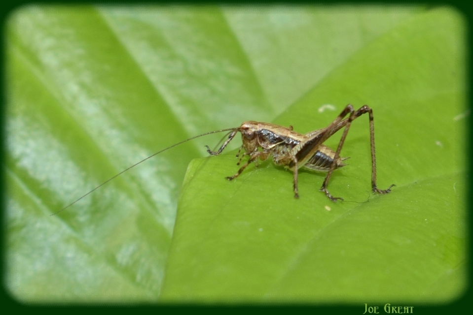 Pholidoptera griseoaptera - szürke avarszöcske