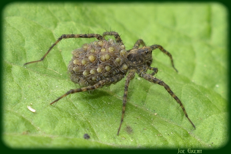 Pardosa