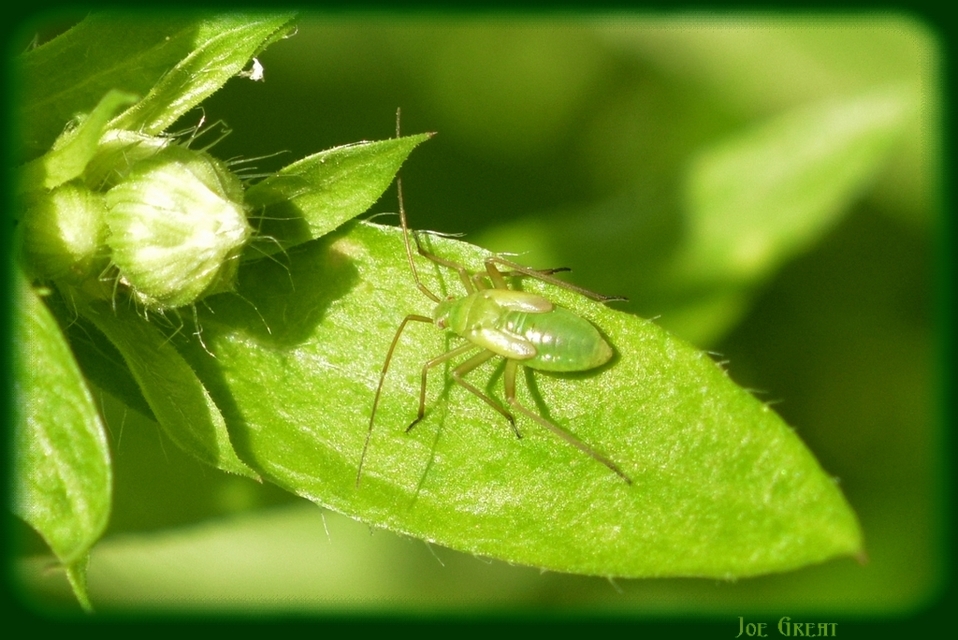 Miridae - mezeipoloskák