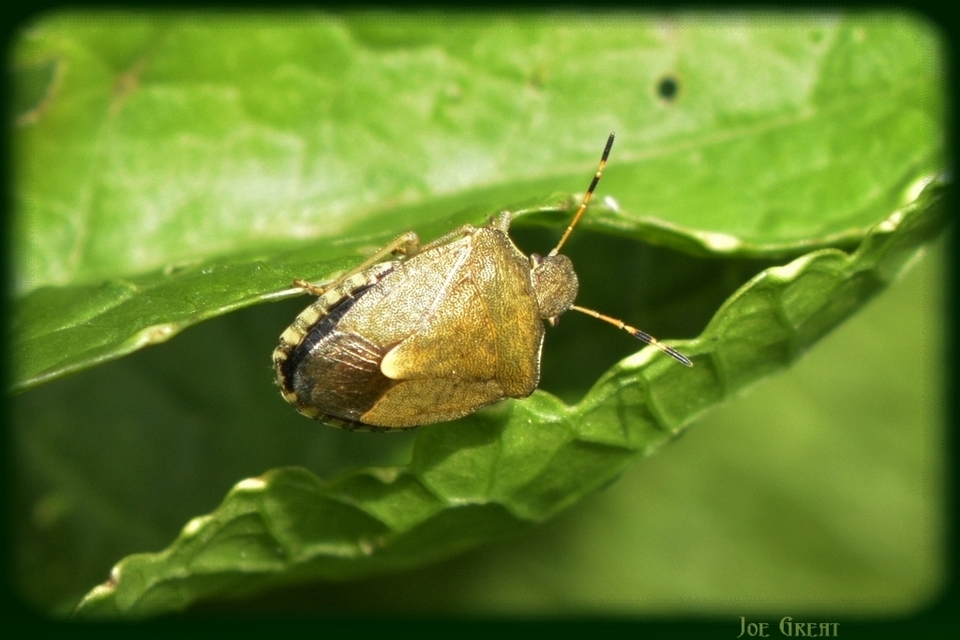 Peribalus strictus - tavaszi címerespoloska Peribalus strictus - tavaszi címerespoloska