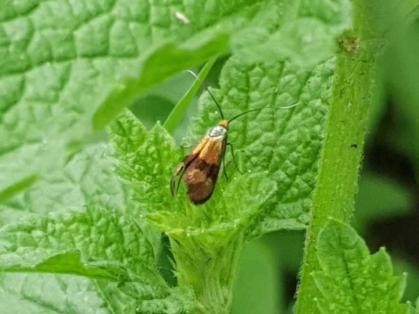 Nemophora