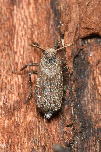 Asiraca clavicornis