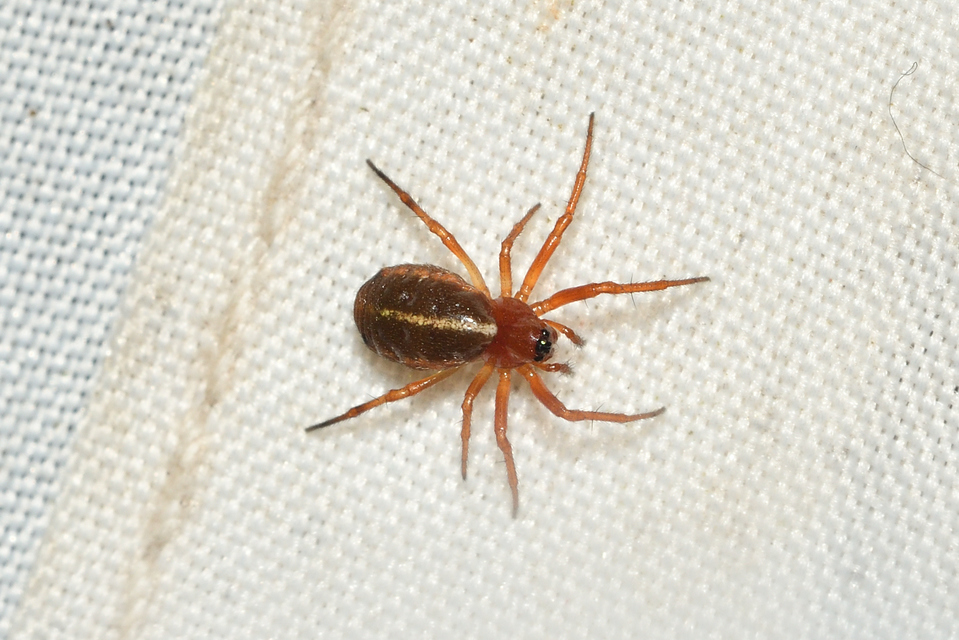 Hypsosinga sanguinea - vérszínű keresztespók