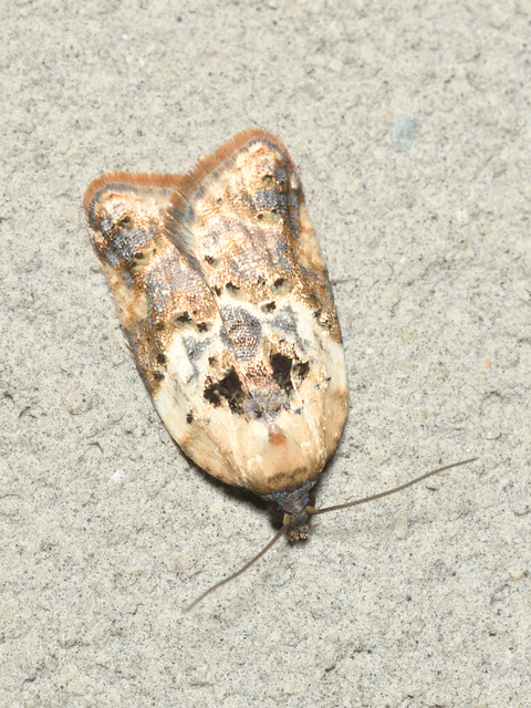 Acleris variegana - tarka levélmoly