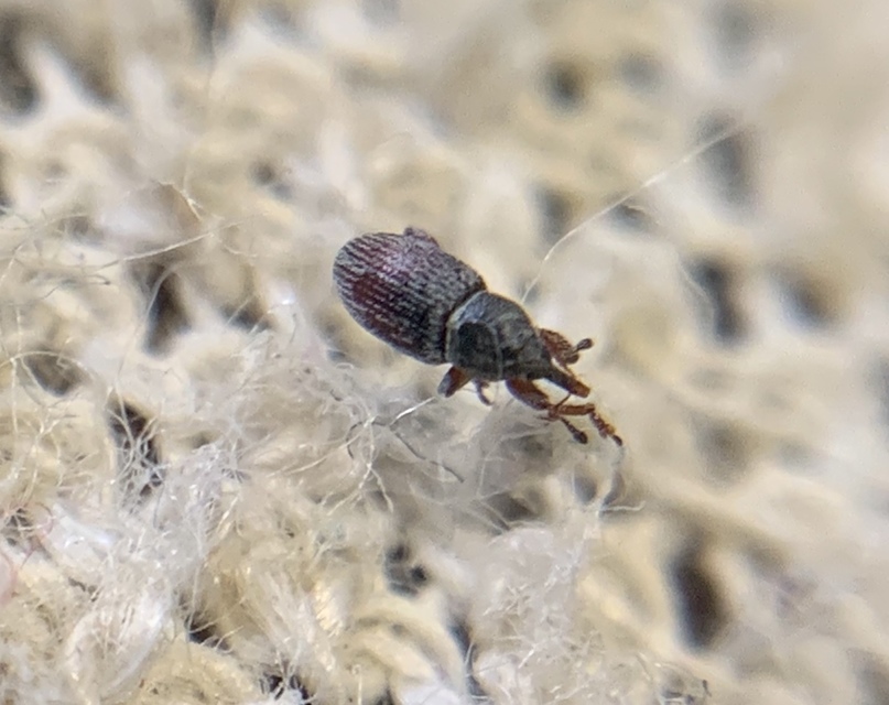 Tychius picirostris - szurkosorrú tímárormányos