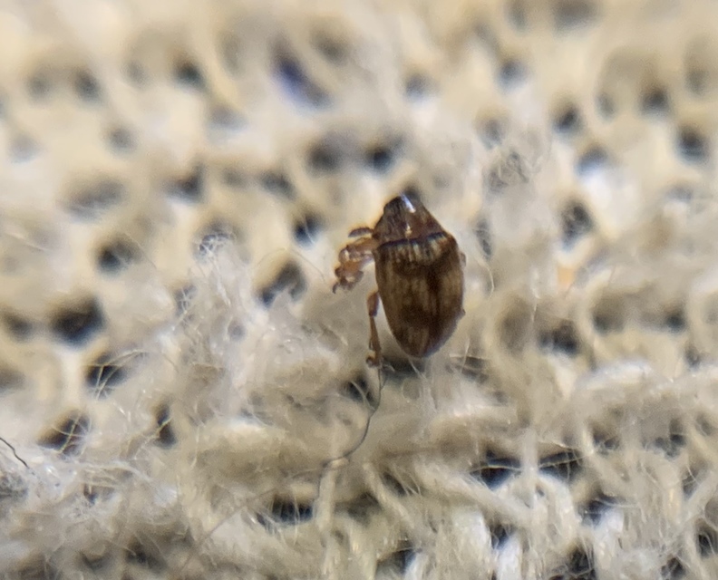 Nanophyes marmoratus - simacombú füzényormányos